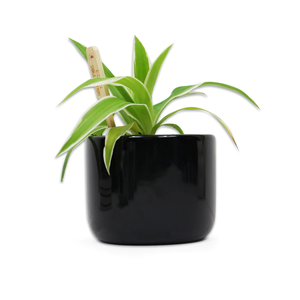 Jurassic Park - Plant Pot